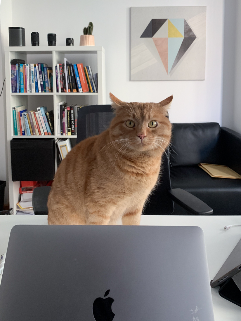 HONE's office cat